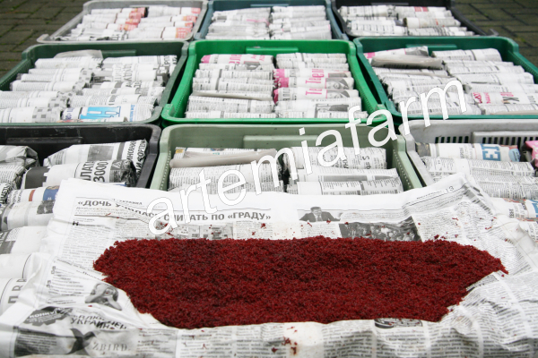 Bloodworm